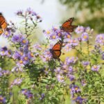 close-up-monarch-butterflies-resting-on-flowers