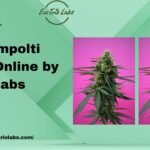 Kompolti seeds online