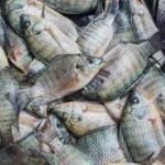 Global Tilapia Market Size Forecast Report 2024-2032